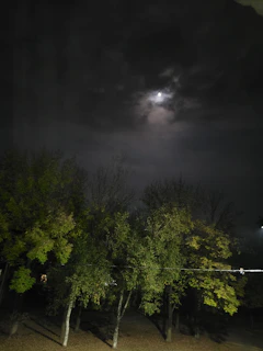 A serene night sky with a glowing last quarter moon above a quiet forest clearing.