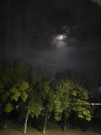 A serene night sky with a glowing last quarter moon above a quiet forest clearing.
