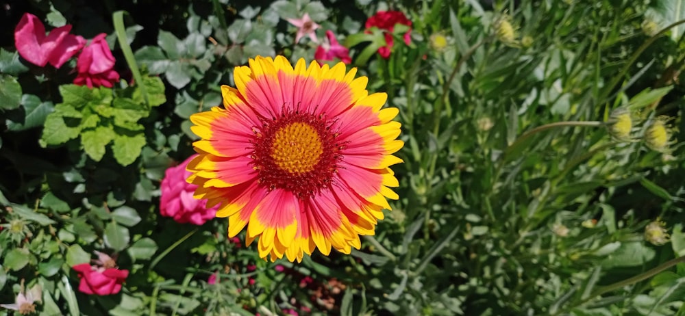 a yellow and red flower in a field of flowers