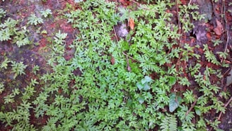 A thriving peatland restoration site with diverse plant life and healthy soil.