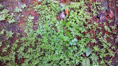 A thriving peatland restoration site with diverse plant life and healthy soil.