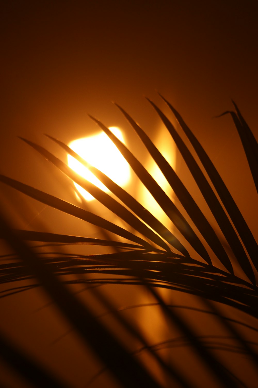 a close up of a palm tree with the sun in the background