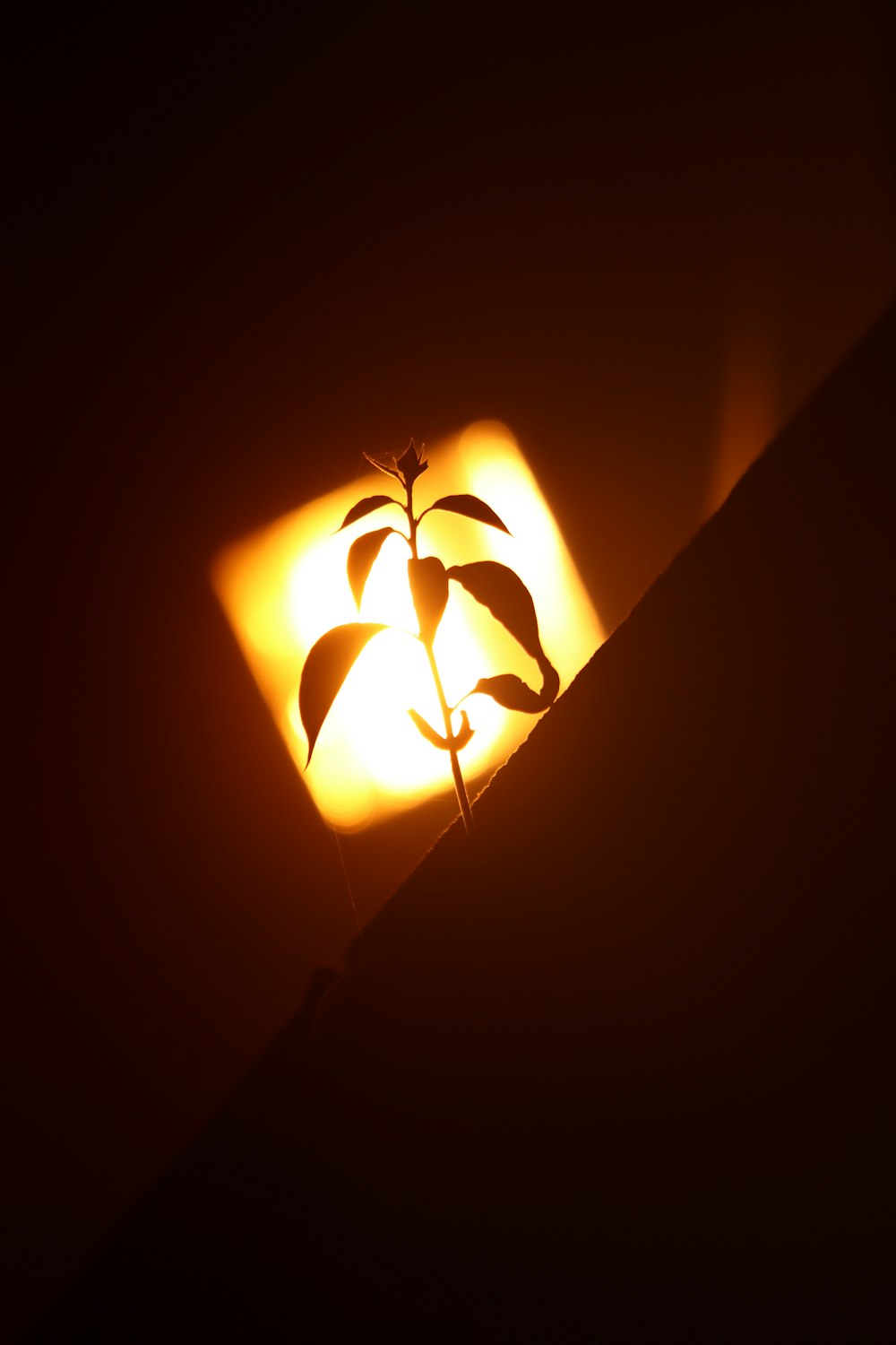 a plant is growing out of a square light box