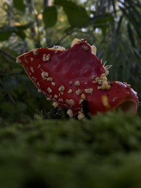 A serene image of Swedish forests where Amanita muscaria is sourced.