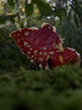 A red mushroom with white speckles, possibly an Amanita muscaria, is growing amidst lush green moss in a forested area. The background features blurred greenery, indicating a natural woodland setting.