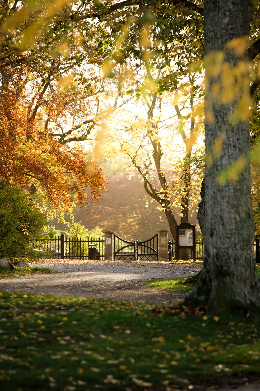 a park with a bench and trees in the fall