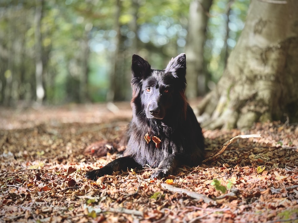 ein schwarzer Hund, der neben einem Baum auf dem Boden liegt