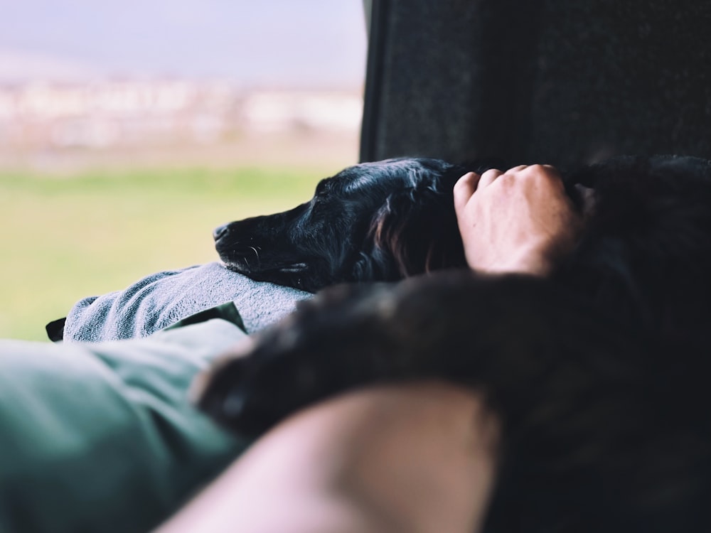 a person sleeping on a couch with a dog