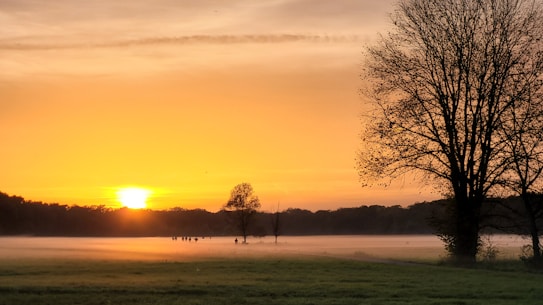 A serene landscape featuring a vibrant sunrise casting a warm glow over a misty field. Silhouettes of trees are visible against the orange horizon, and there is a single prominent tree to the right. The fog creates a dreamy layer across the open grassland.