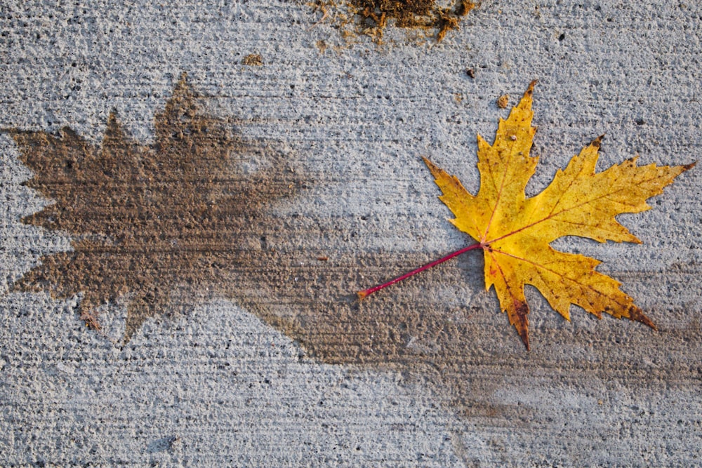 a yellow leaf laying on the ground next to a brown leaf