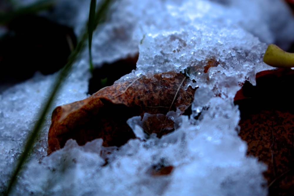 a close up of a leaf and snow on the ground