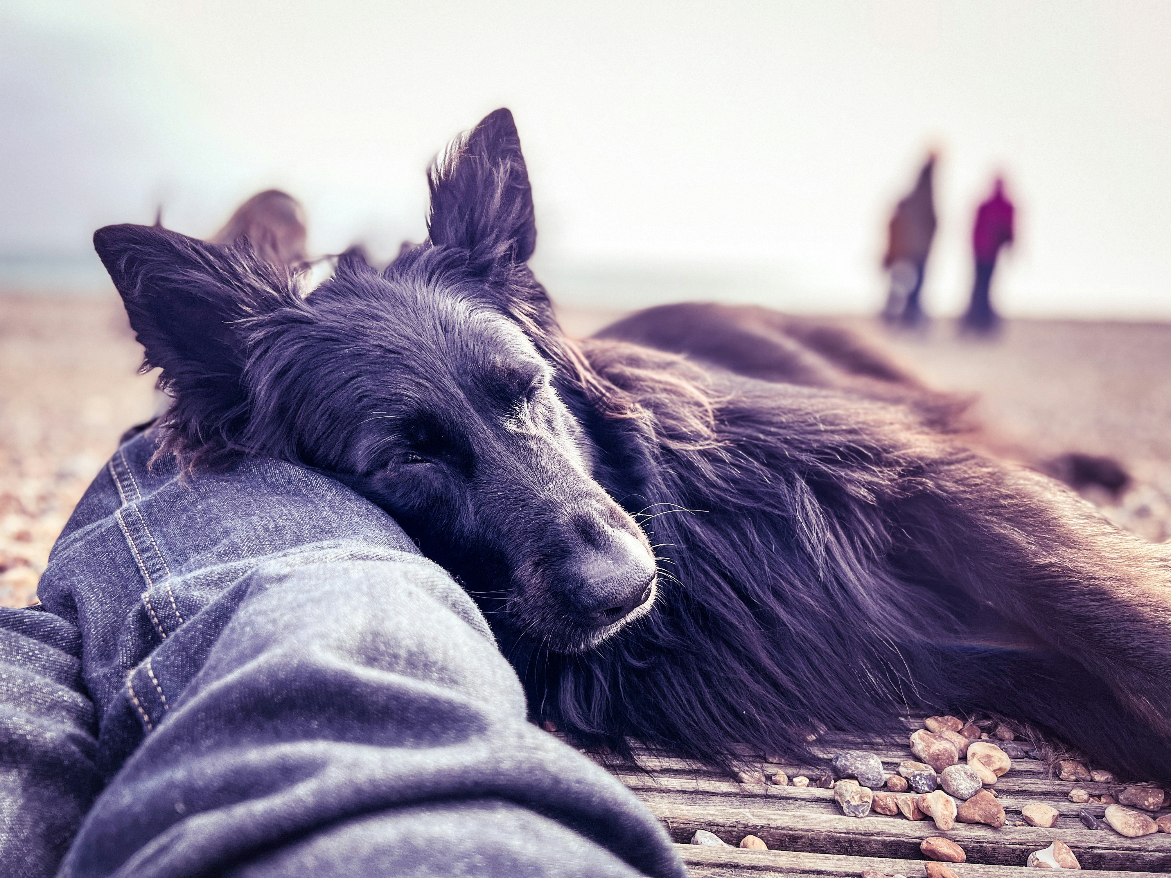a black dog laying on top of a person's leg
