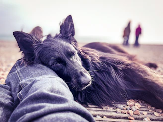 a black dog laying on top of a person's leg