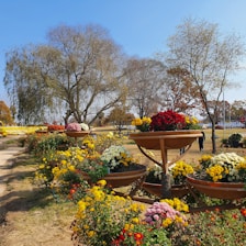 A vibrant garden scene with large, round planters filled with a variety of colorful flowers including red, yellow, white, and pink blooms. The planters are arranged in tiers, creating a stunning visual display. The background features leafless trees under a clear blue sky, suggesting a late autumn or early spring setting. A few people are seen walking in the distance, enjoying the serene landscape atmosphere.