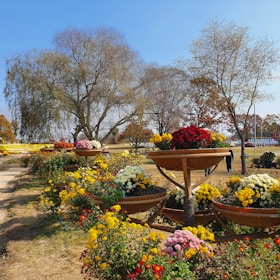 A vibrant garden scene with large, round planters filled with a variety of colorful flowers including red, yellow, white, and pink blooms. The planters are arranged in tiers, creating a stunning visual display. The background features leafless trees under a clear blue sky, suggesting a late autumn or early spring setting. A few people are seen walking in the distance, enjoying the serene landscape atmosphere.