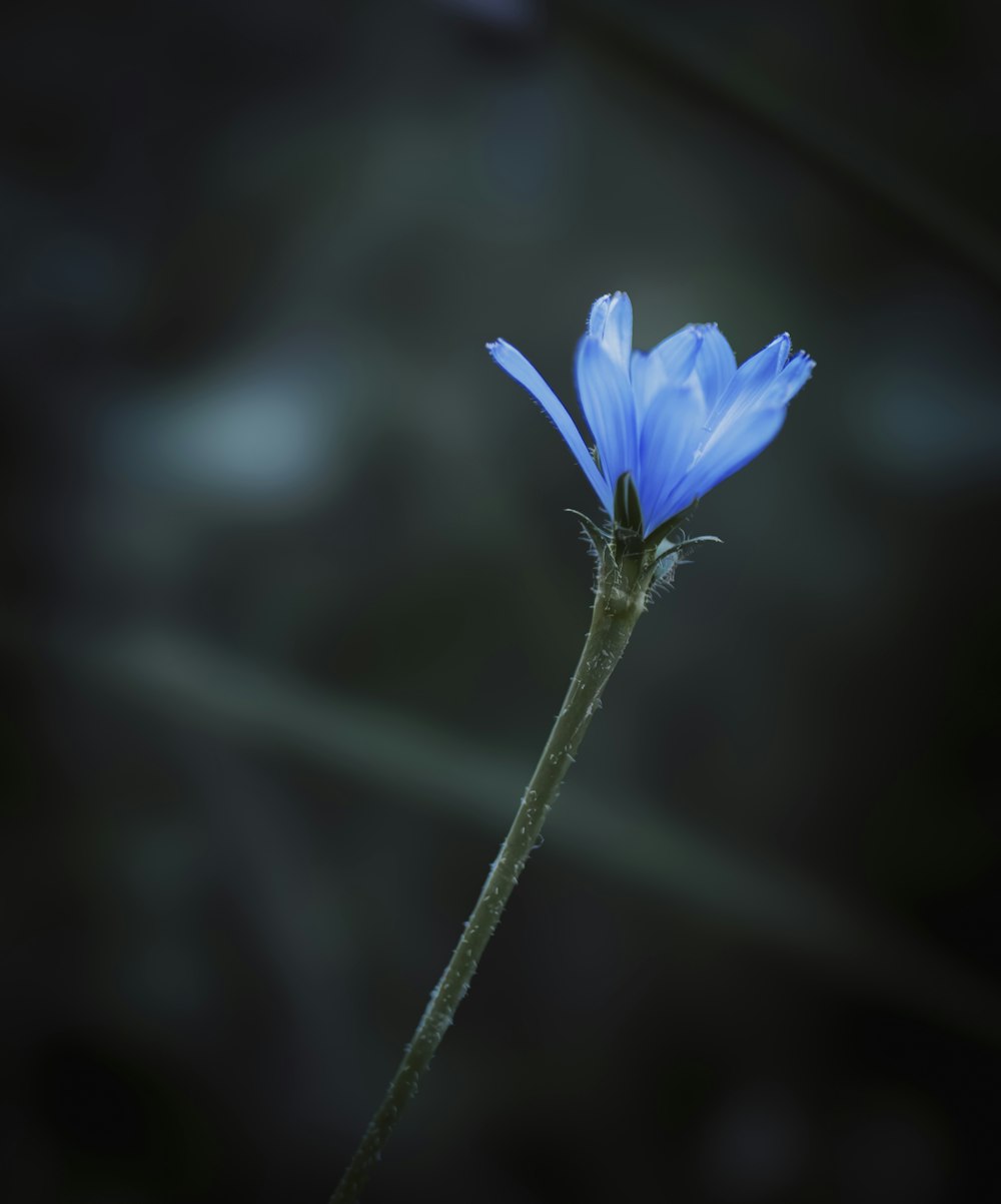 a single blue flower with a blurry background