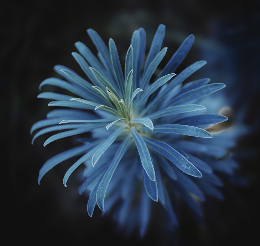 a close up of a blue flower on a black background