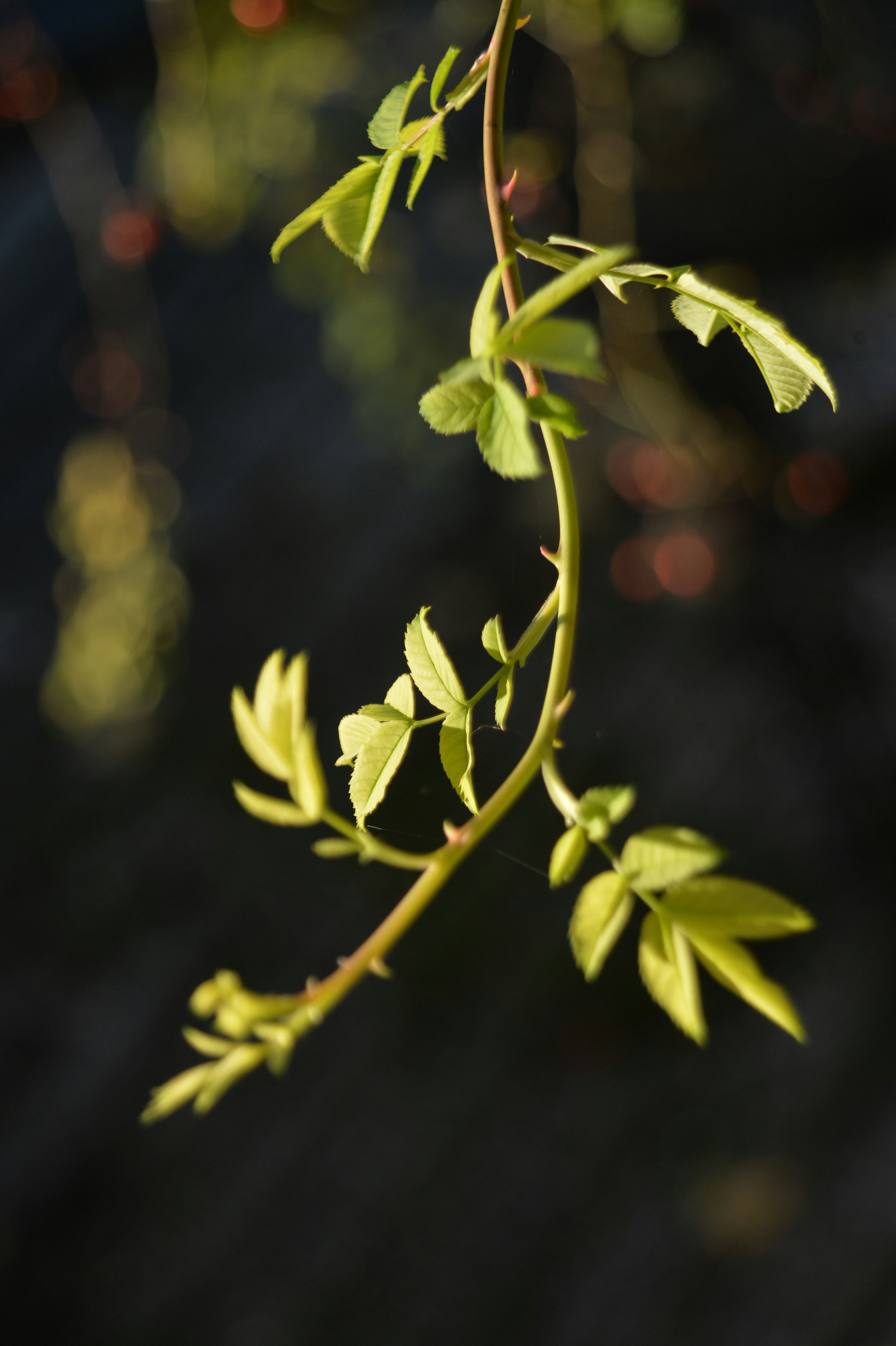 Photo by baliko_andras