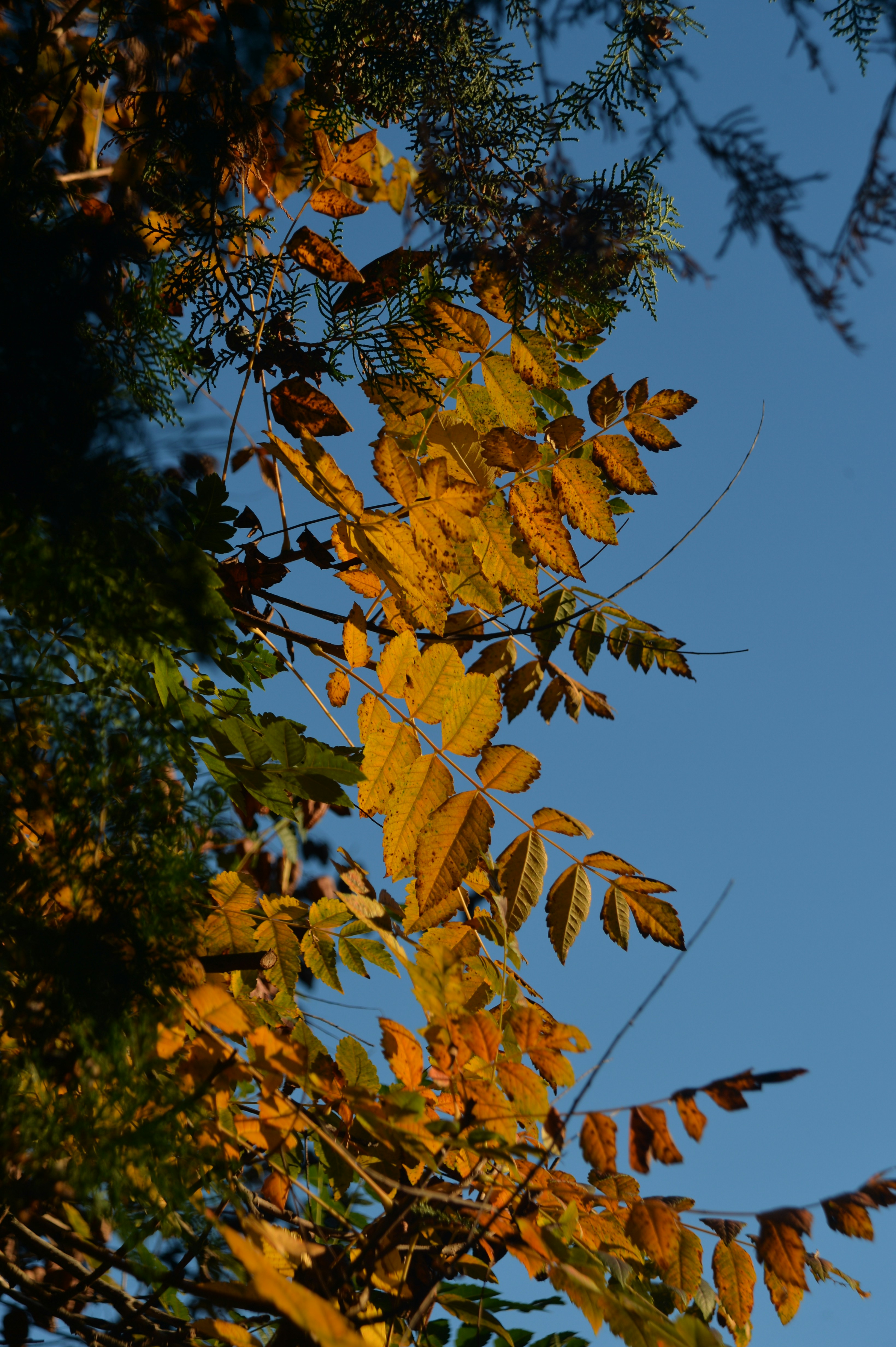 Szentendre – Food & Dining Culture