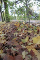 A forest floor covered with brown mushrooms and scattered autumn leaves. In the background, trees and a bench are visible, with greenery and sunlight filtering through the foliage.