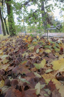 A forest floor covered with brown mushrooms and scattered autumn leaves. In the background, trees and a bench are visible, with greenery and sunlight filtering through the foliage.