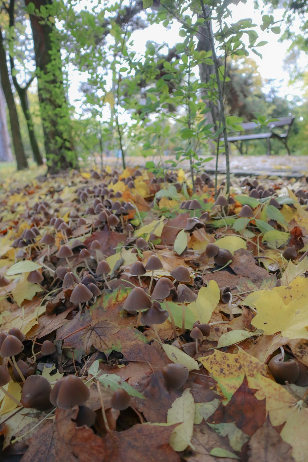 a bunch of leaves that are laying on the ground