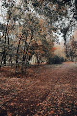 A winding forest path covered in fallen leaves with soft sunlight.