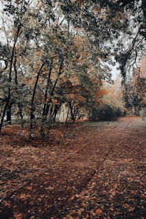 A winding forest path covered with autumn leaves under soft sunlight.