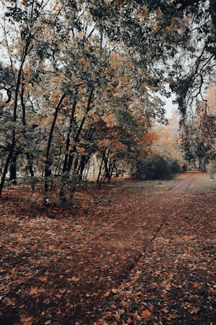 A winding forest path covered with autumn leaves under soft sunlight.