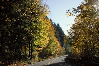 a car driving down a road surrounded by trees