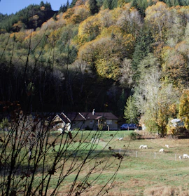 a herd of sheep grazing on a lush green field