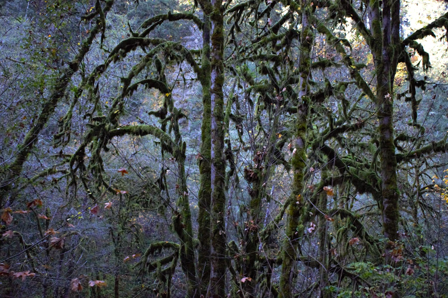 Ancient trees blanketed in thick green moss in a Pacific Northwest temperate rainforest