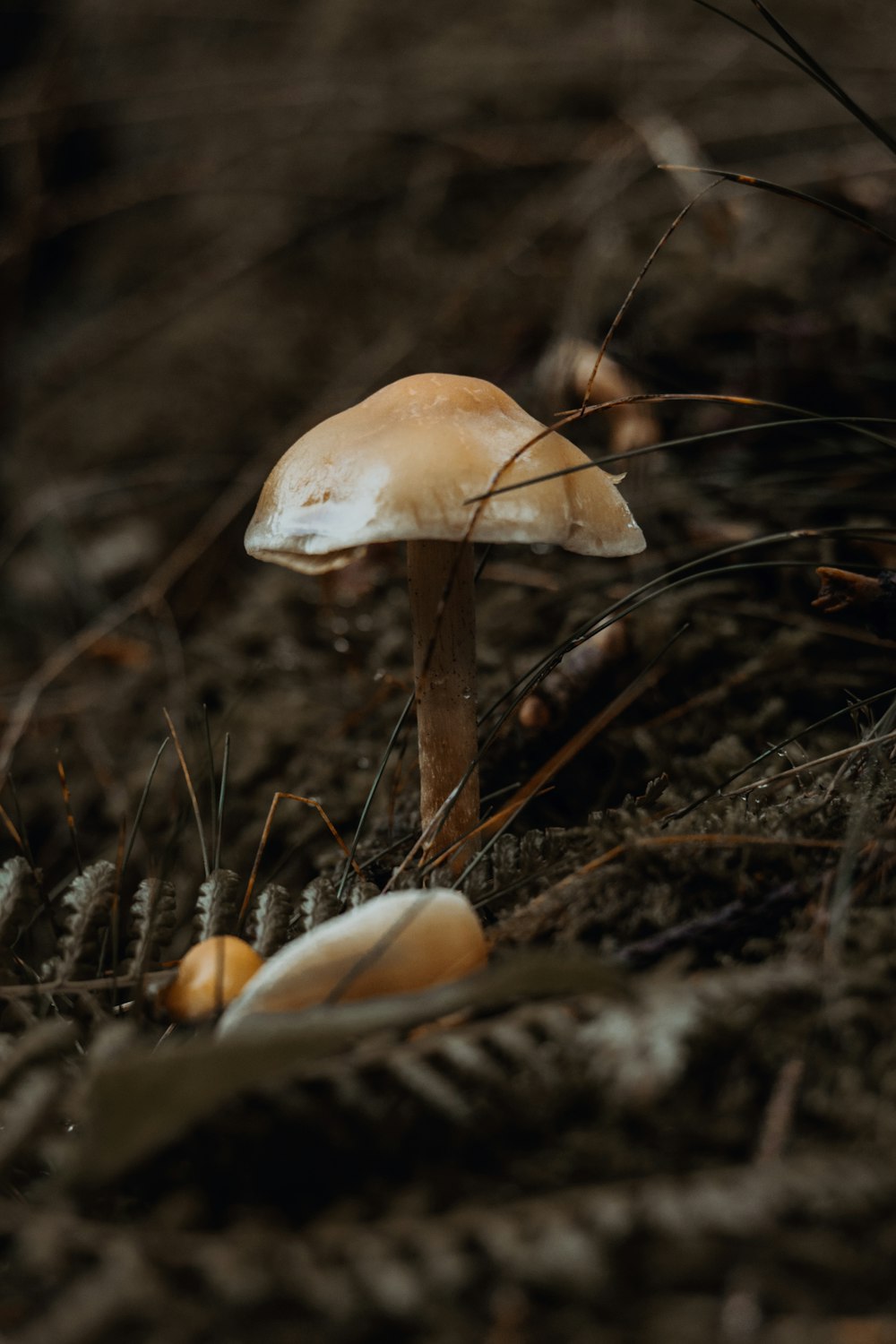 a white mushroom sitting on top of a forest floor