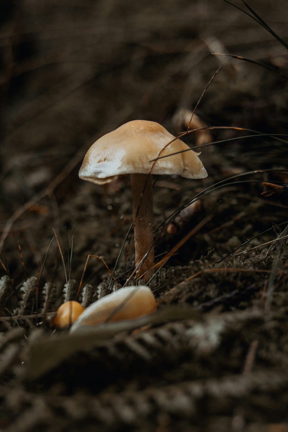 un hongo blanco sentado en la parte superior del suelo de un bosque