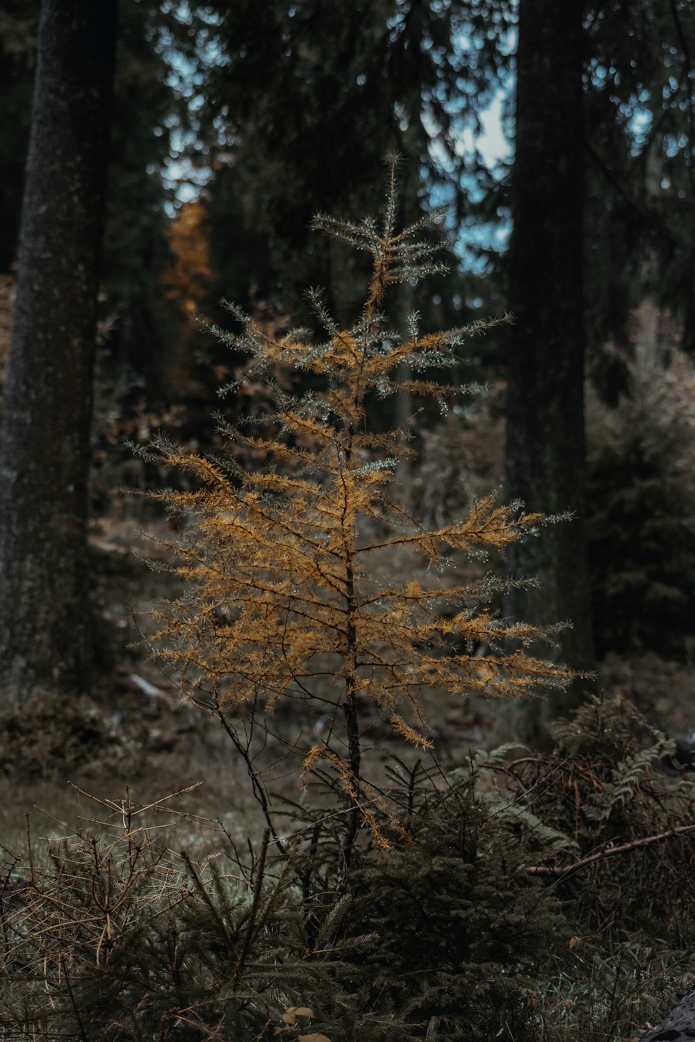 Un petit arbre au milieu d’une forêt