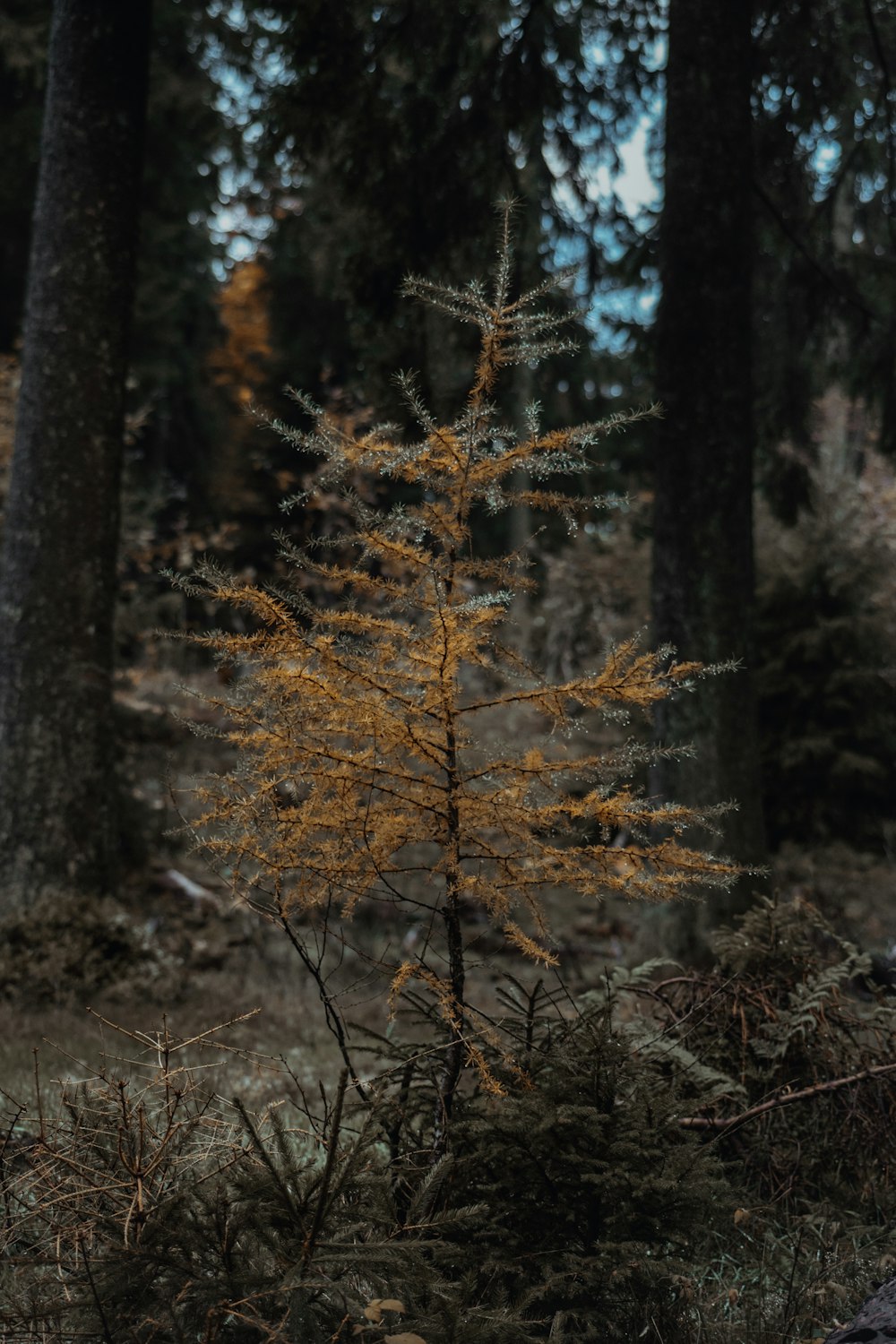 un pequeño árbol en medio de un bosque