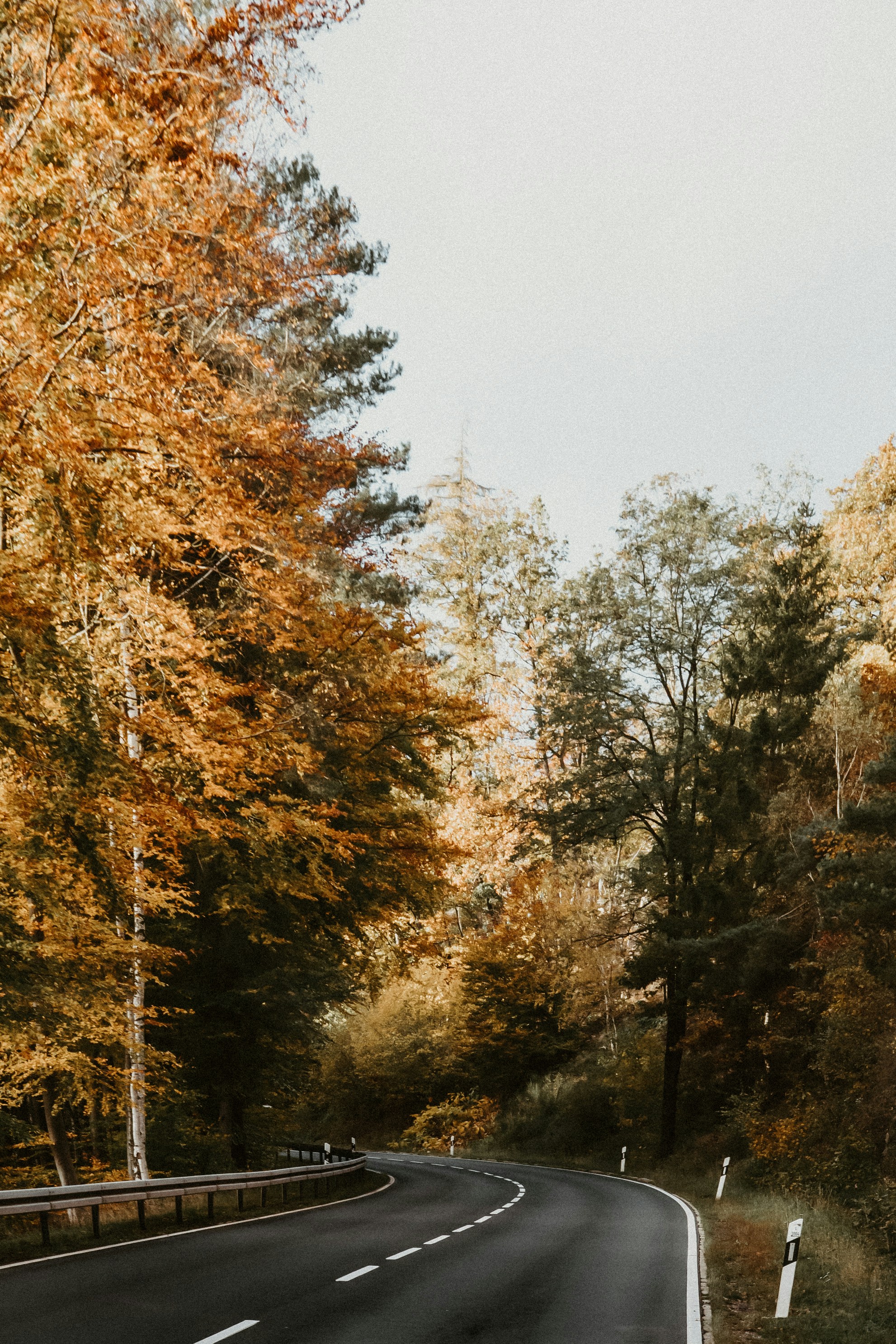 an empty road in the middle of a forest
