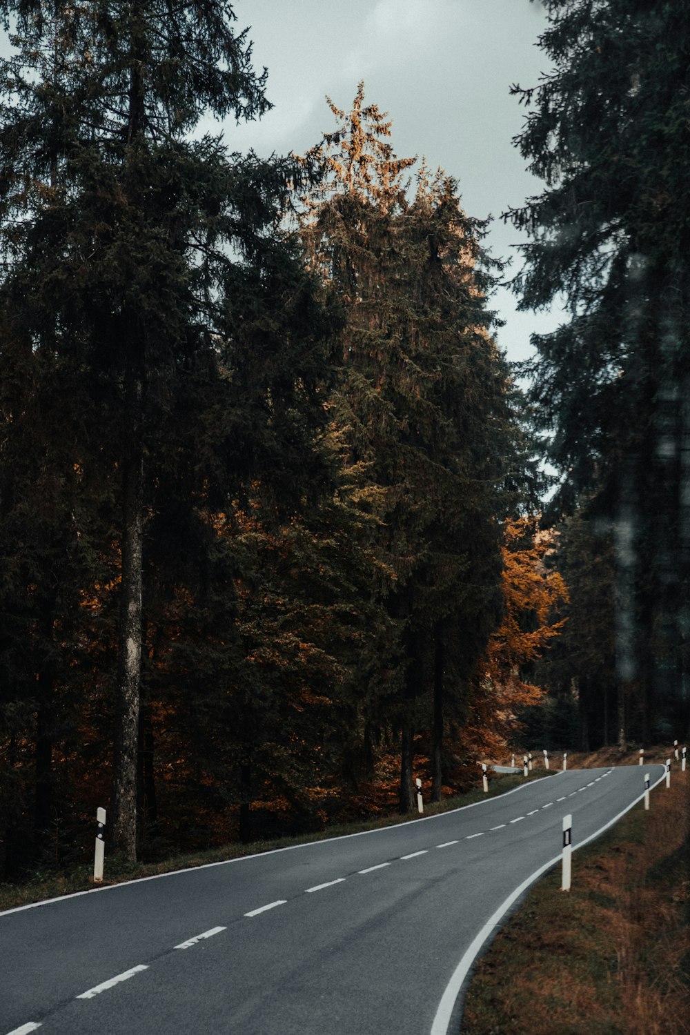 Un camino vacío en medio de un bosque