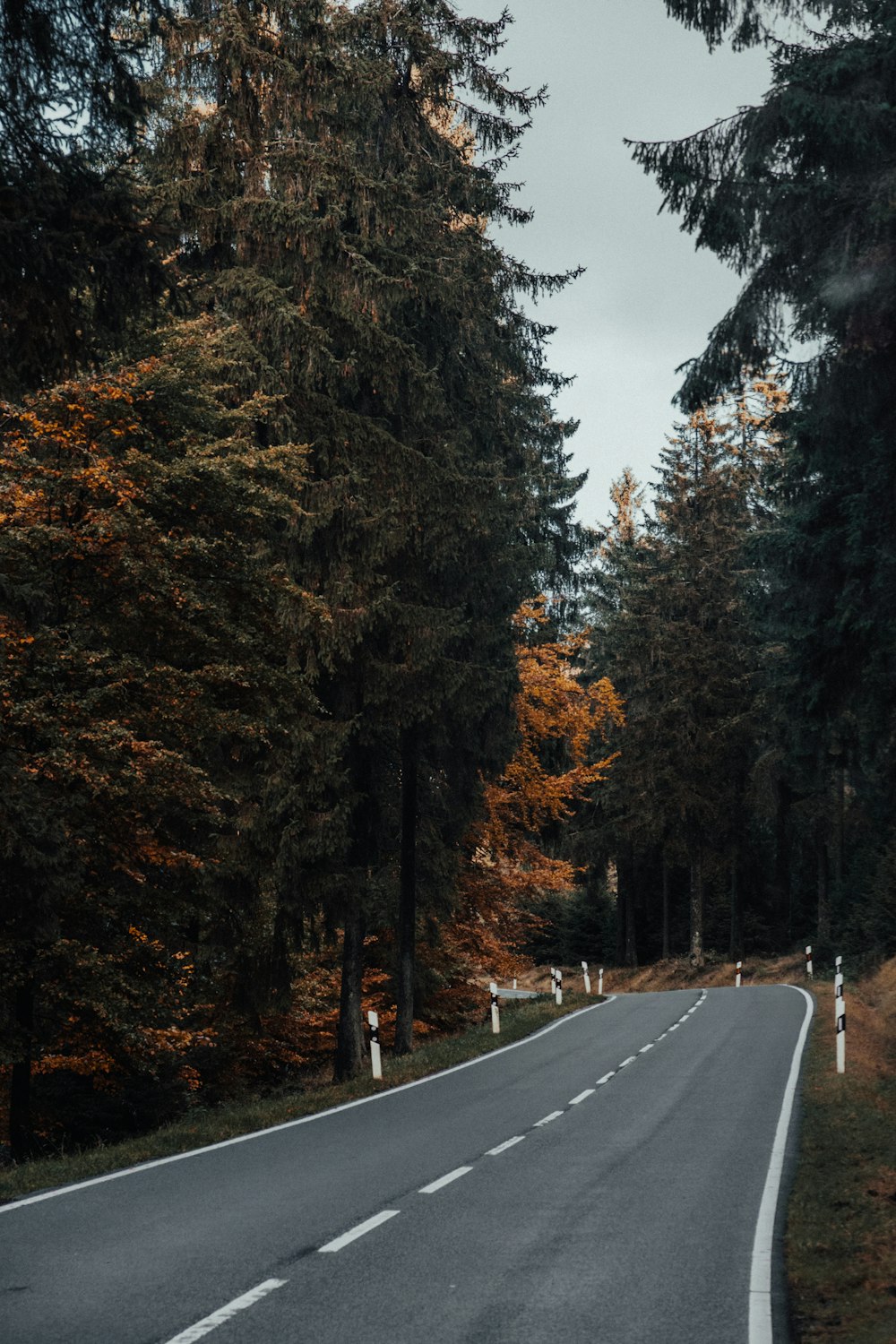 an empty road in the middle of a forest