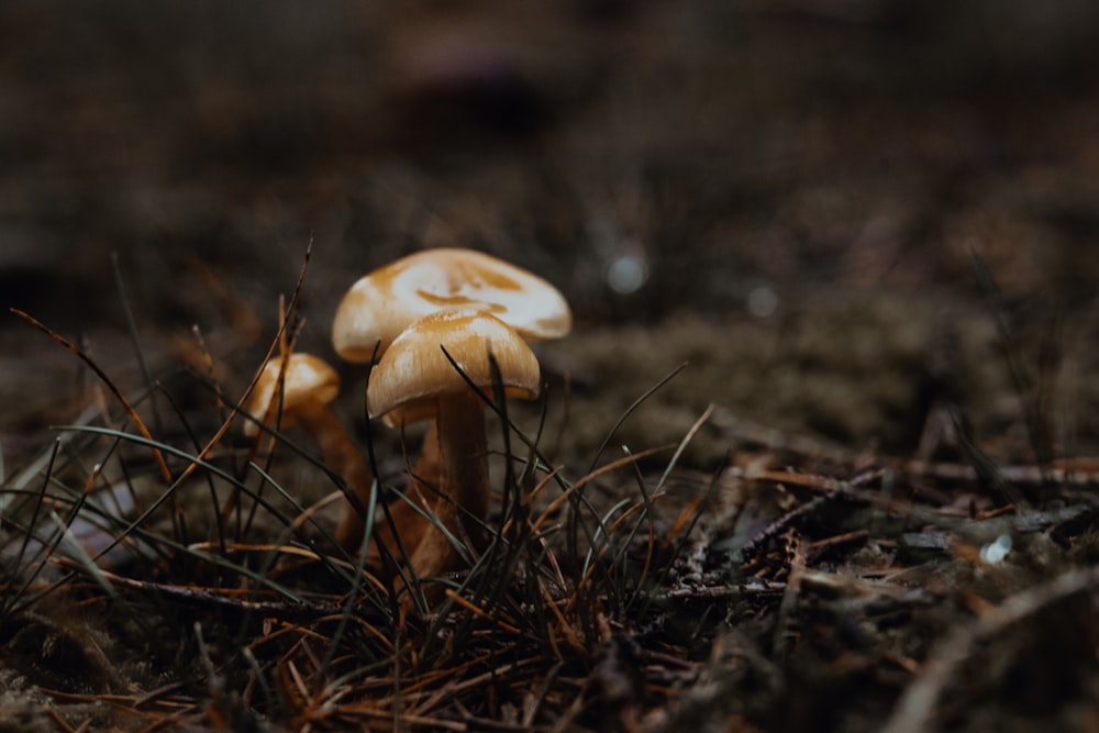 un grupo de hongos sentados en la parte superior del suelo de un bosque
