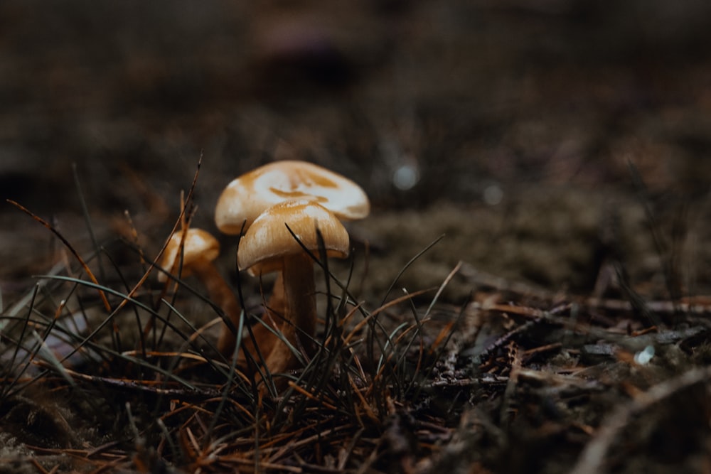 a group of mushrooms sitting on top of a forest floor