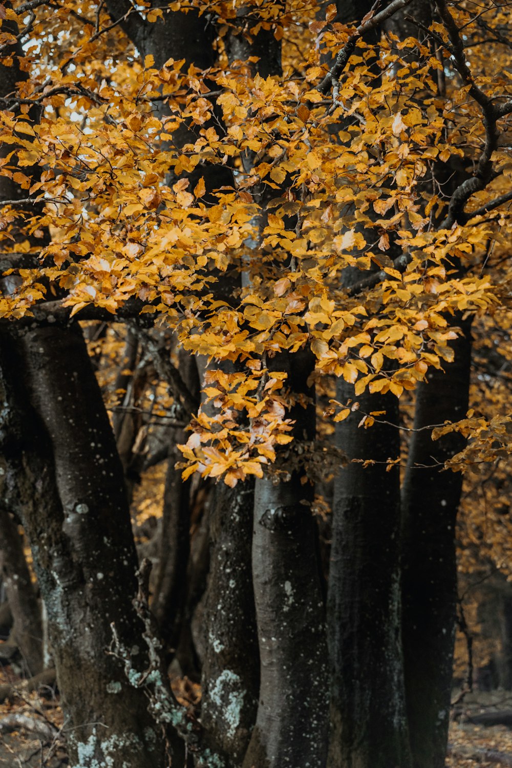 a bench under a tree with yellow leaves