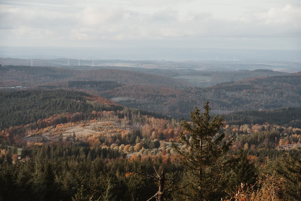 une vue d’une forêt avec une éolienne au loin