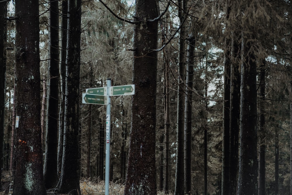 a street sign sitting in the middle of a forest