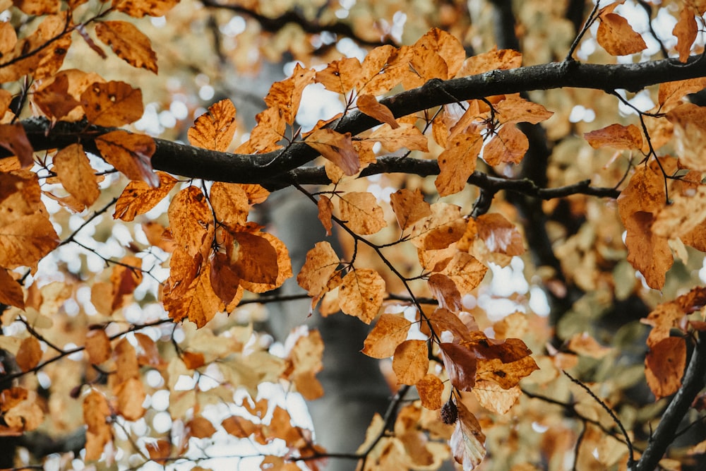 a tree with lots of brown leaves on it