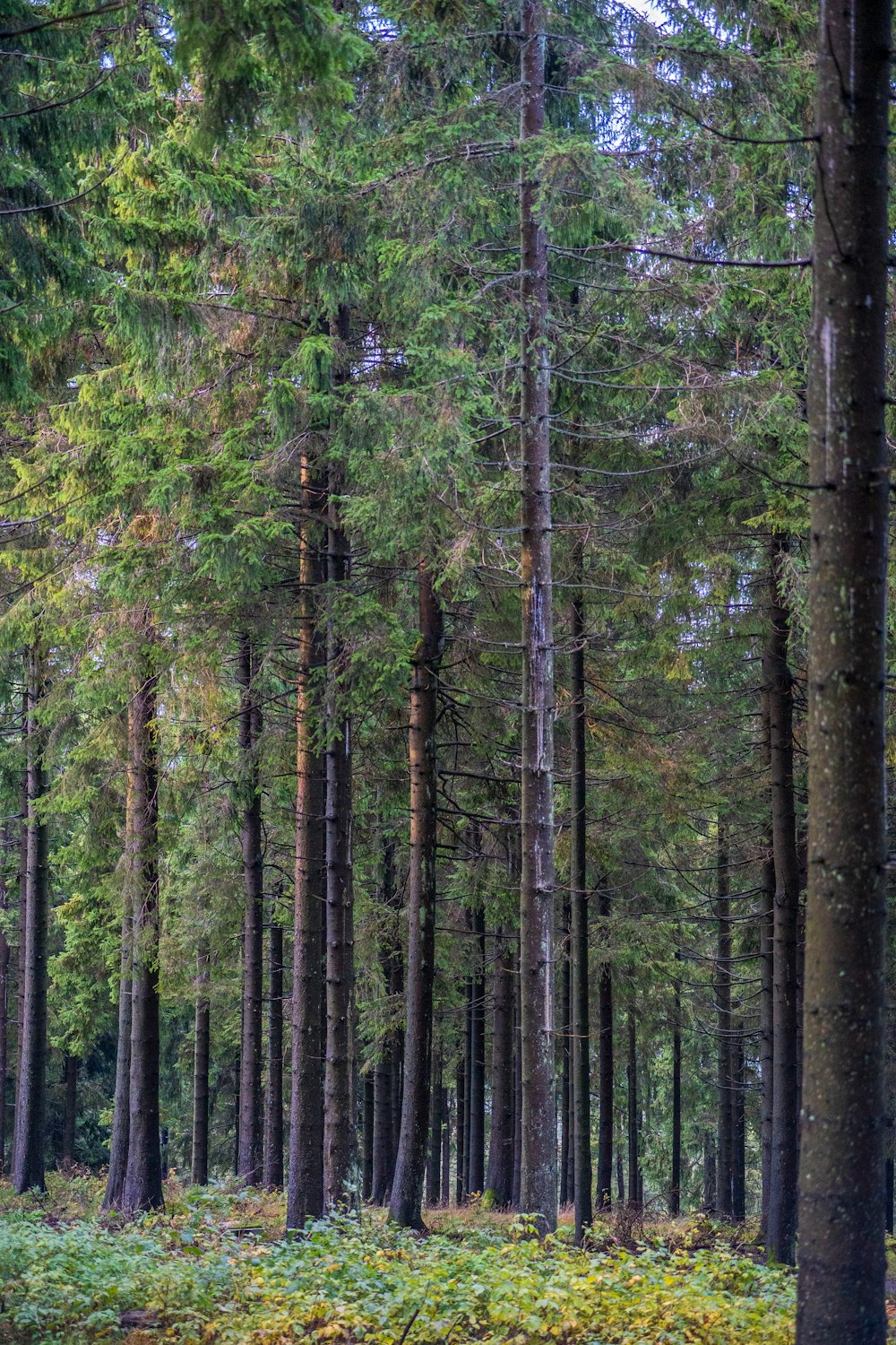 Une forêt remplie de grands arbres