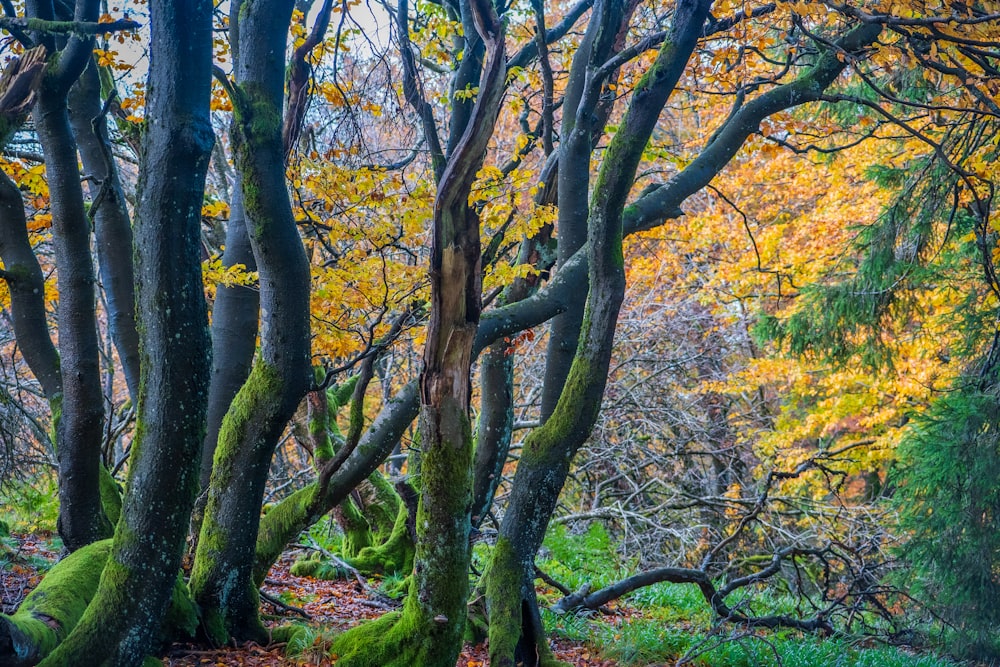 Ein Wald mit vielen Bäumen, die mit grünem Moos bedeckt sind