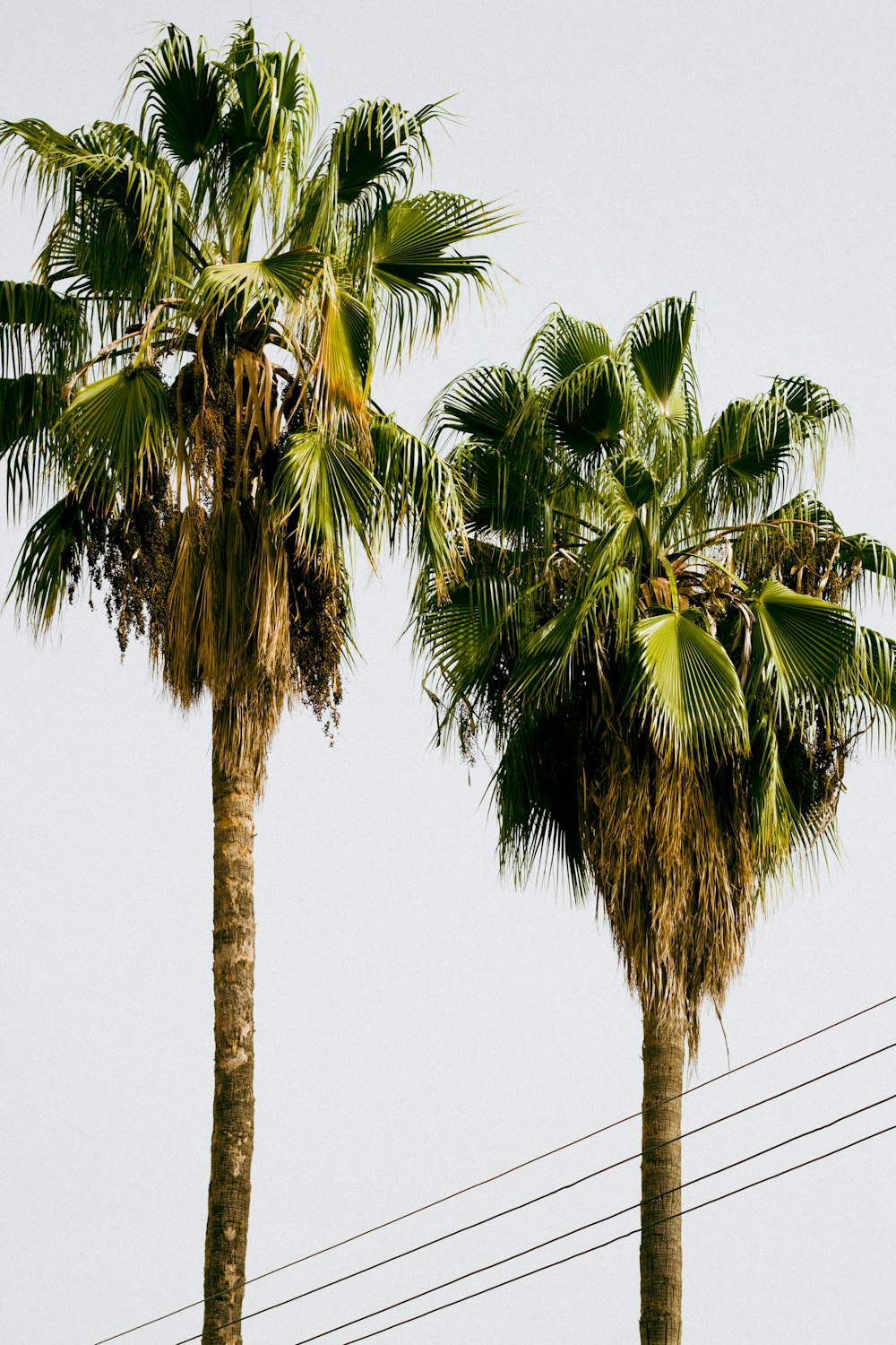 a couple of palm trees standing next to each other