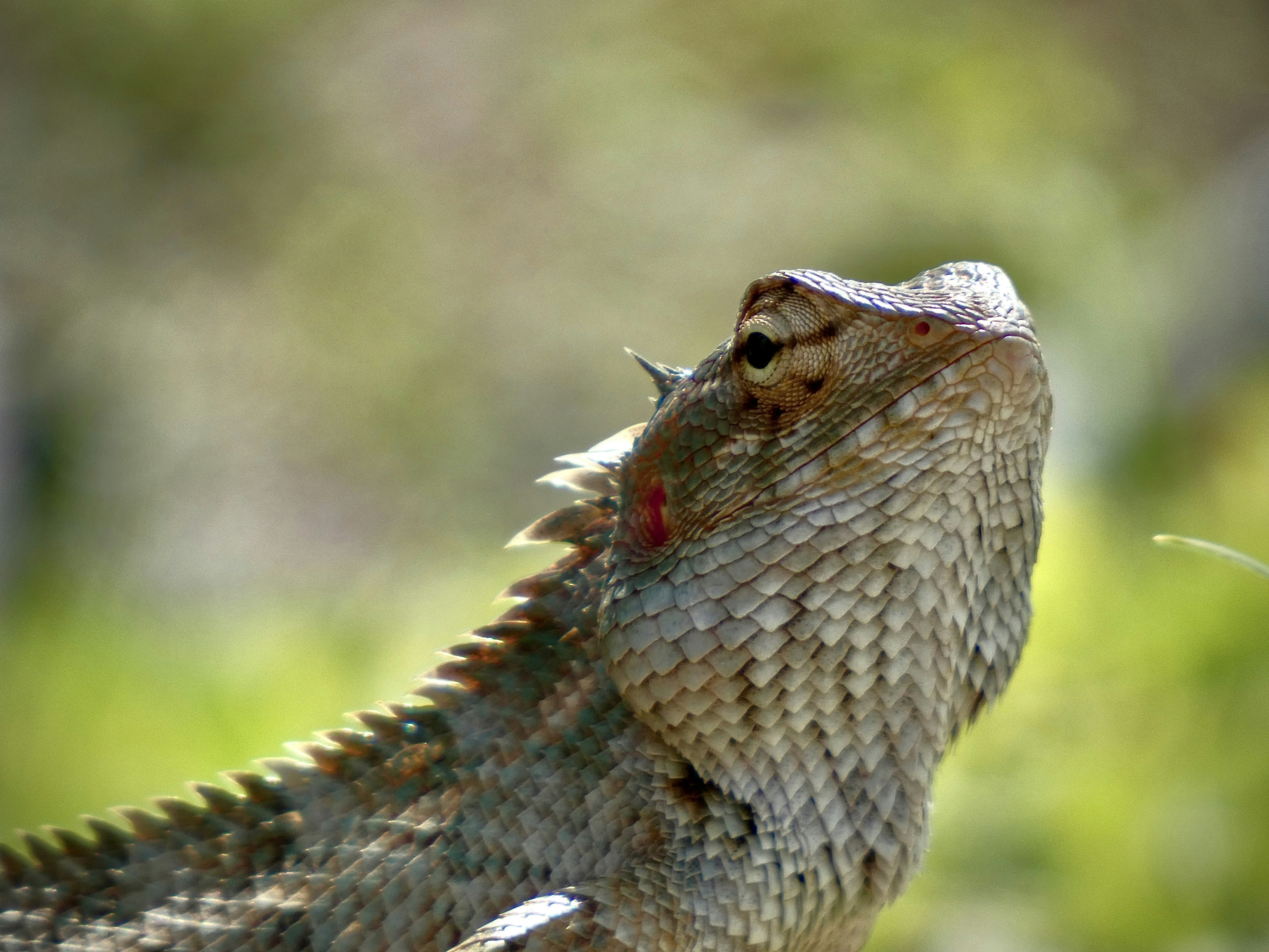 Photo by akashravuri