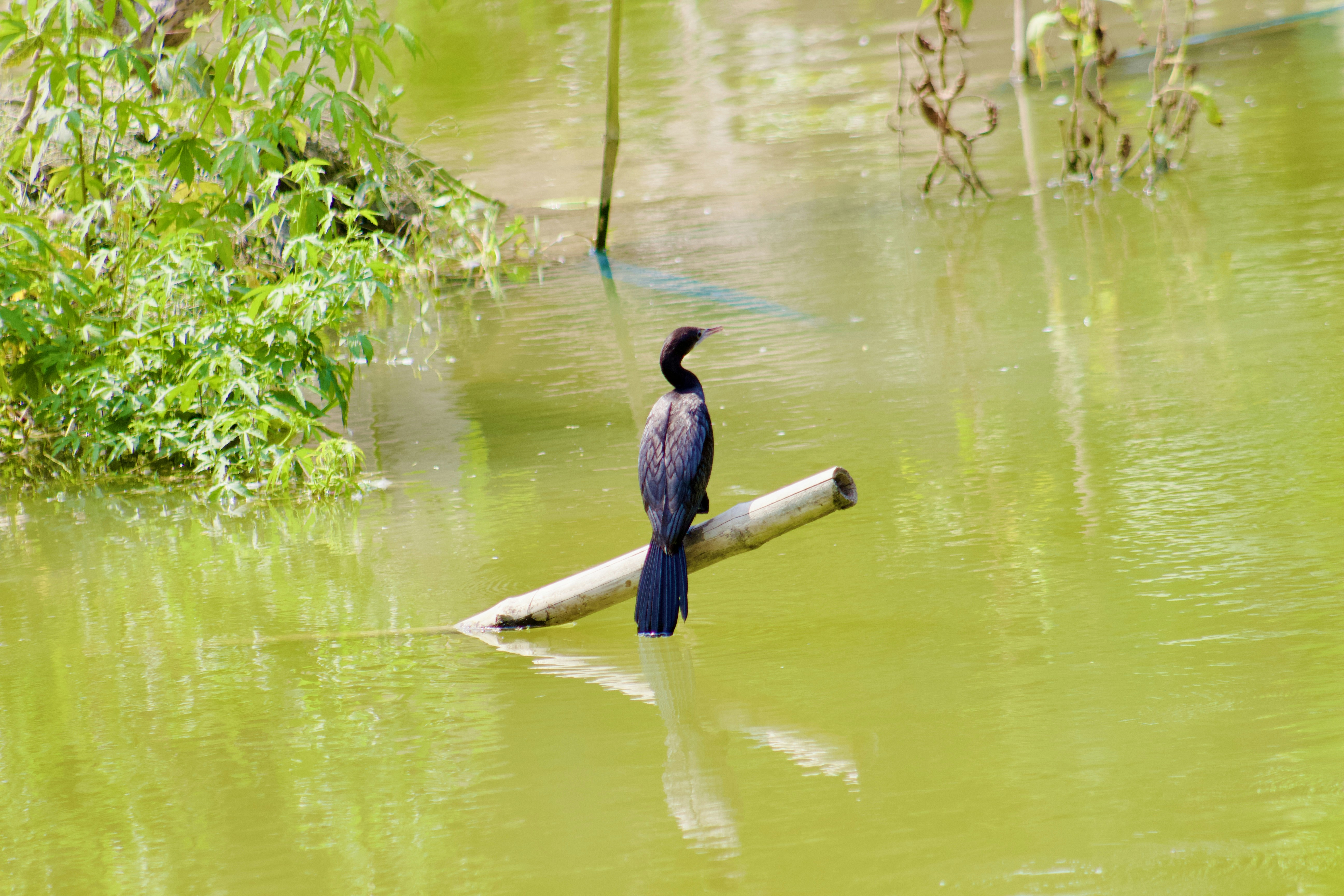 Photo by anikmahmud019